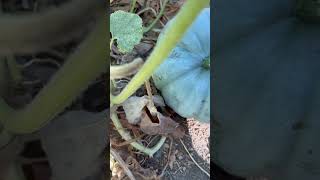 Let’s cut this Jarrahdale pumpkin pumpkin fall [upl. by Flower]