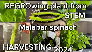 Regrowing plant from spinach stem  Harvesting of 2024 Malabar spinach plants 🌱 [upl. by Naz]