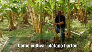 Como cultivar plátano hartón  TvAgro por Juan Gonzalo Angel Restrepo [upl. by Yared]