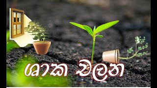 ශාක චලන Palitha Karunarathna plants movements [upl. by Ayekan376]