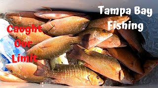 Mangrove Snapper FishingTampa Bay Gandy Bridge [upl. by Yeldar]