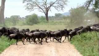 Wildebeest stampede in the Serengeti [upl. by Sregor308]