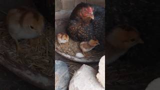 Egg Hatching  Chicks Hatch From Egg hatching egghatching pets shorts [upl. by Enywad]