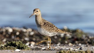 Pectoral Sandpiper [upl. by Narih961]