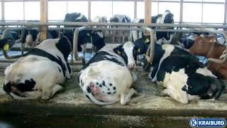 Milchkühe  Jungrinder liegen auf KRAIBURG Gummimatten dairy cows  young cattle lying on rubber [upl. by Llyrpa]