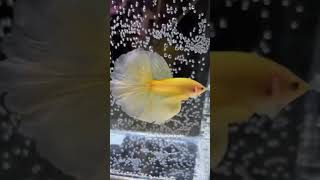 👌Super Active Golden Betta fish😍shorts shortsfeed trending viral1millionview bettafish yt [upl. by Yejus953]