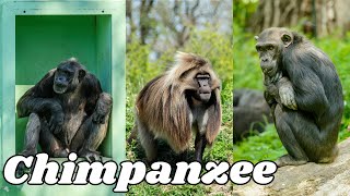 King Kong Chimpanzee Society Ever Discovered  Best Chimpanzee Moments chimpanzee monkey chimp [upl. by Kinsley]