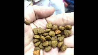 Monello Puppy Food Appearance Review [upl. by Denver]