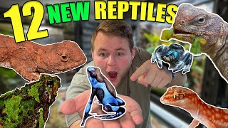 12 NEW ADDITIONS to the REPTILE ROOM [upl. by Hackathorn144]