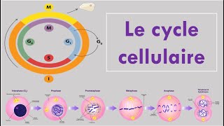 Le Cycle Cellulaire [upl. by Aicital]