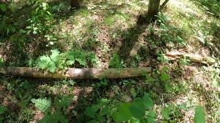 Eastern Massasauga rattlesnake in Northern Michigan [upl. by Monteith706]