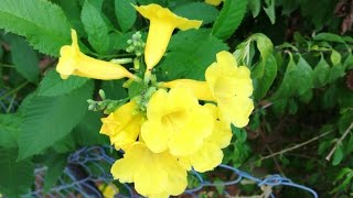 Beautiful Yellow Tecoma plant [upl. by Clo326]