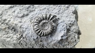 Seatown to golden cap fossil hunting for ammonites and belemnites sep 2024 [upl. by Fessuoy]