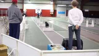 Pawmetto Pack Flyball [upl. by Croteau]