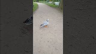 At the parkduck ling garden park enjoyeveryone cute chill [upl. by Haag]