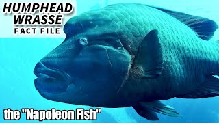 Humphead Wrasse Facts the NAPOLEON fish  Animal Fact Files [upl. by Bartram]