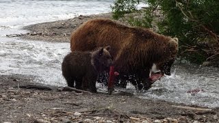 Lachsfanglektion für kleine Teddybären am ersten Bächlein der Nordbucht  am Kurilensee  40009 [upl. by Nwahsar292]