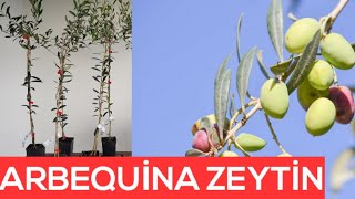 Arbequina Zeytin Yetiştiriciliği  Arbequina Olive Growing Hobi bahçesi [upl. by Padget]