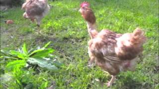 Ex Battery Hens First Moments of Freedom [upl. by Frere]