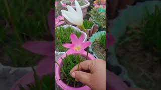 Rain Lily Plant Care Tips  Rain Lily Flowers   shorts [upl. by Aicitel]