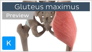 Functions of the gluteus maximus muscle preview  3D Human Anatomy  Kenhub [upl. by Rubio]