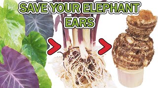 How To Overwinter Your Elephant Ear Plants  Colocasia esculenta [upl. by Oirasan]