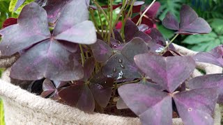 oxalis plant and triangularis how to grow propagation tips 🌿 [upl. by Cl]