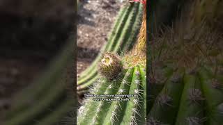 Echinopsis in Bloom [upl. by Anett479]