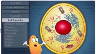 Endoplasmic Reticulum Ribosomes Golgi Bodies [upl. by Aseretairam]