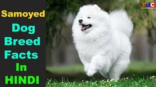 Samoyed Dog breed Facts In Hindi  Popular Dog Breeds  TUC [upl. by Dearman]