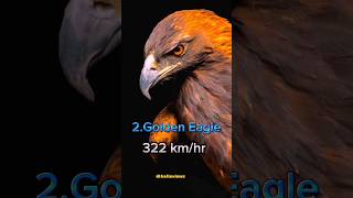 Top 10 Fastest BirdsSwift flying birds ytshorts [upl. by Mcripley]