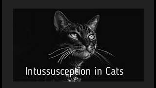 Intussusception In Cats [upl. by Ahseined]