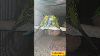 Australian breeder pair male femalebirds birdeggs lovebirds viralvideo [upl. by Ellehsor150]