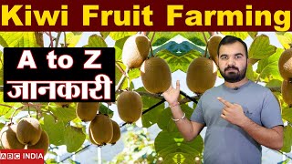 Kiwi Farming  खेती का सही समय अब  Kiwi Fruit Farming  kiwi Plantation Timing  Full Detail Video [upl. by Nashner107]