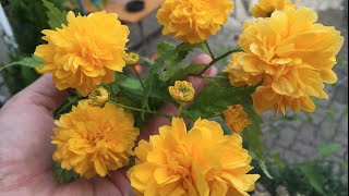 Caring and Propagating Kerria Japonica Ranunkelstrauch [upl. by Atse]