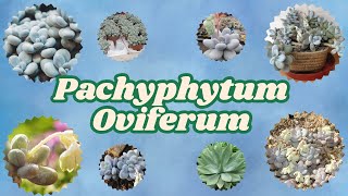 Conheça a Planta Pachyphytum Oviferum [upl. by Krishnah]