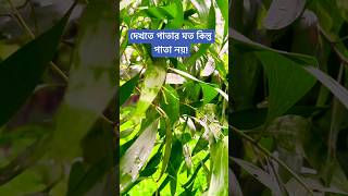 দেখতে পাতার মত কিন্তু পাতা নয় [upl. by Hedvah985]