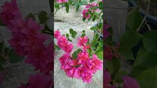 Bougainvillea Flower [upl. by Marcin74]