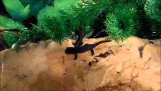 Chinese Fire Bellied Newt Efts Feeding Cynops Orientalis [upl. by Ramor]