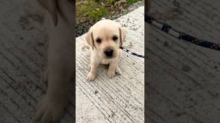 That’s my cutie dog doglover dog labrador puppy shortvideo shorts [upl. by Elletnuahc539]