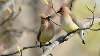 Cedar Waxwings Courting [upl. by Macri]