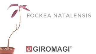 Fockea natalensis [upl. by Fredie]