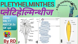 Phylum Pletyhelminthes [upl. by Douglas819]