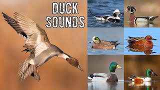 Duck Noises amp Duck Identification [upl. by Nura438]