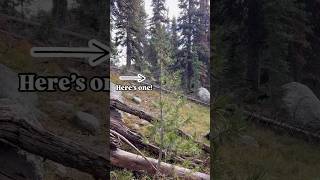 Have you ever seen  identified a Whitebark Pine before 🌲 plantid endangeredspecies bushwalking [upl. by Kassey]