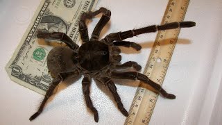 Goliath bird eating spider The largest spider on our planet [upl. by Austen]