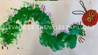 ⭐️Élevage de chenilles papillons en classe maternelle [upl. by Latsyrk]