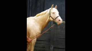 ZILLIONAIR Jockey Club registered Palomino Thoroughbred stallion [upl. by Alol]