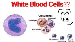 🩸 Discover the DIFFERENT TYPES OF WHITE BLOOD CELLS [upl. by Alamak267]