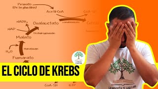 CICLO DE KREBS paso a paso 😎 [upl. by Hagep]